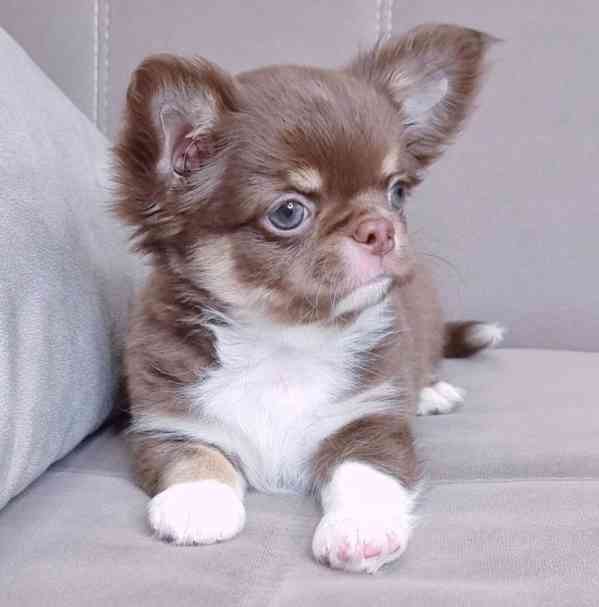 Registrovaná štěňata čivavy - foto 1