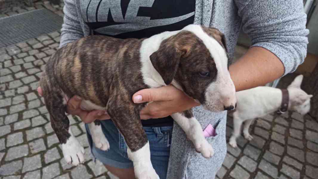 Matěj Němec bazar Hyperinzerce.cz