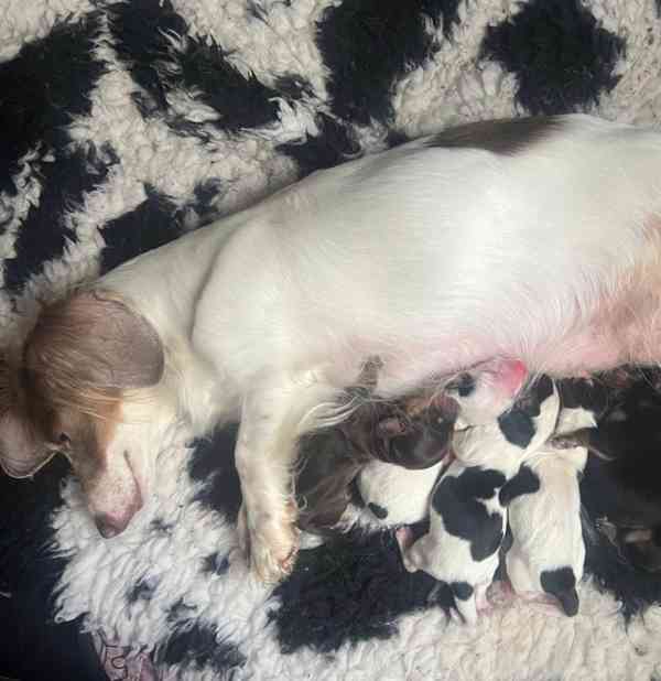 Miniaturní jezevčíci čokoládová barva - foto 5