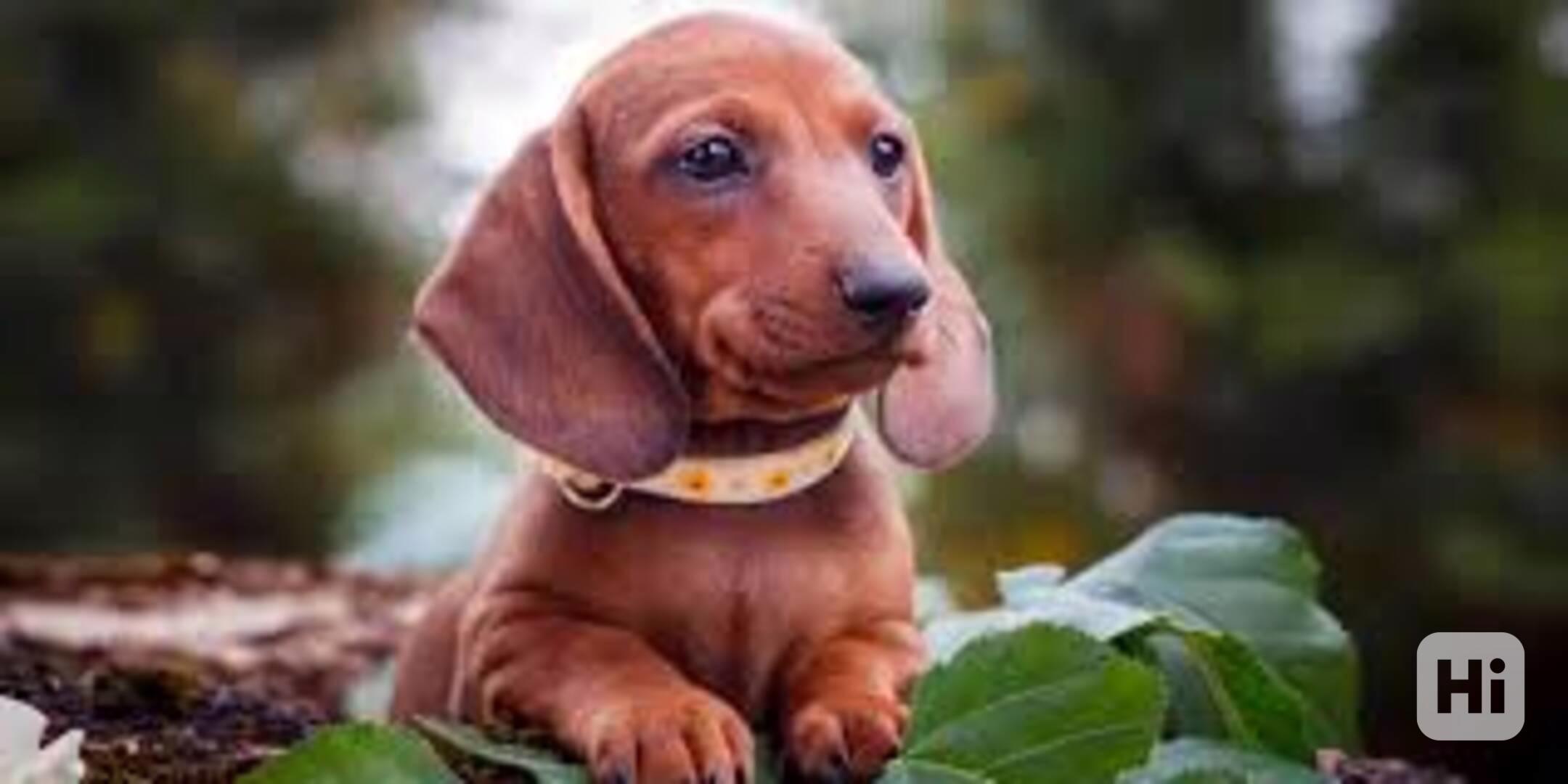 krásné štěně jezevčíka k adopci - foto 1