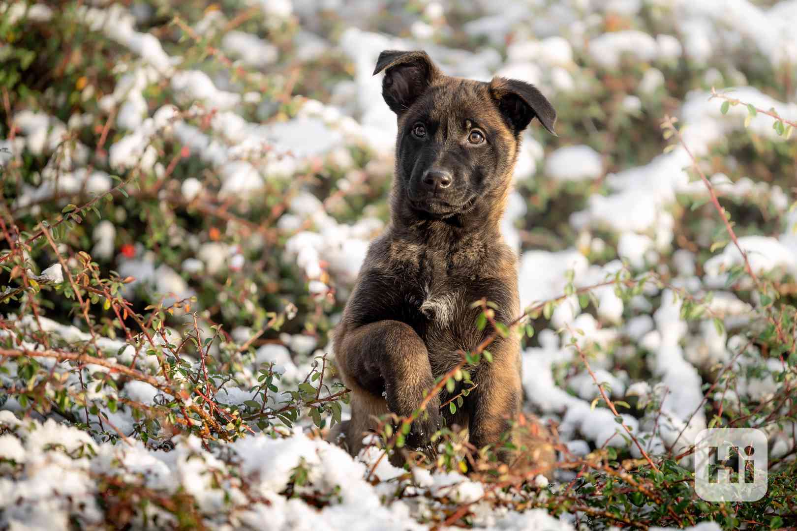 Belgický ovčák Malinois s PP  - foto 1