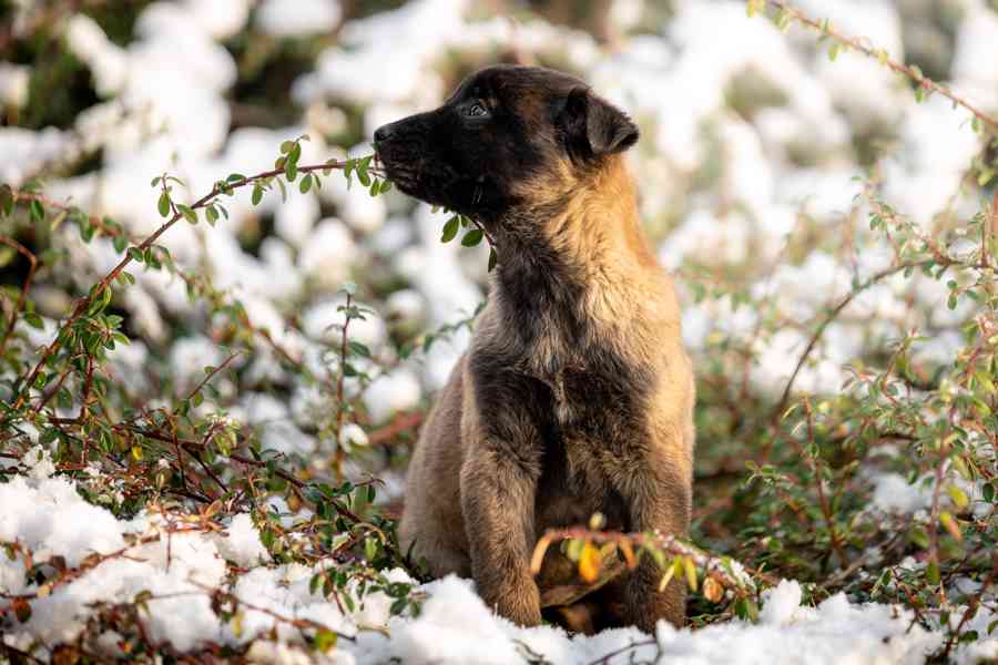 Belgický ovčák Malinois s PP  - foto 2