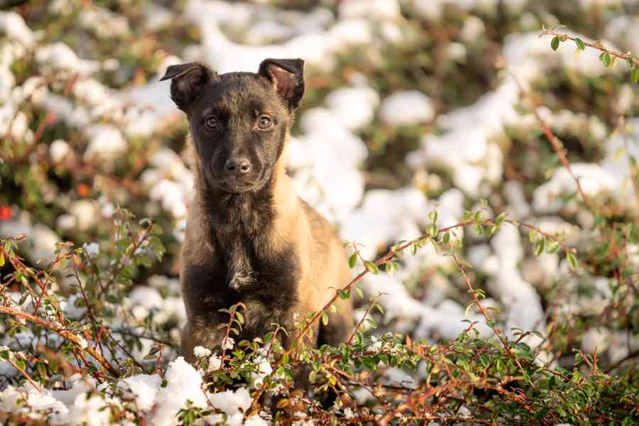 Belgický ovčák Malinois s PP  - foto 3