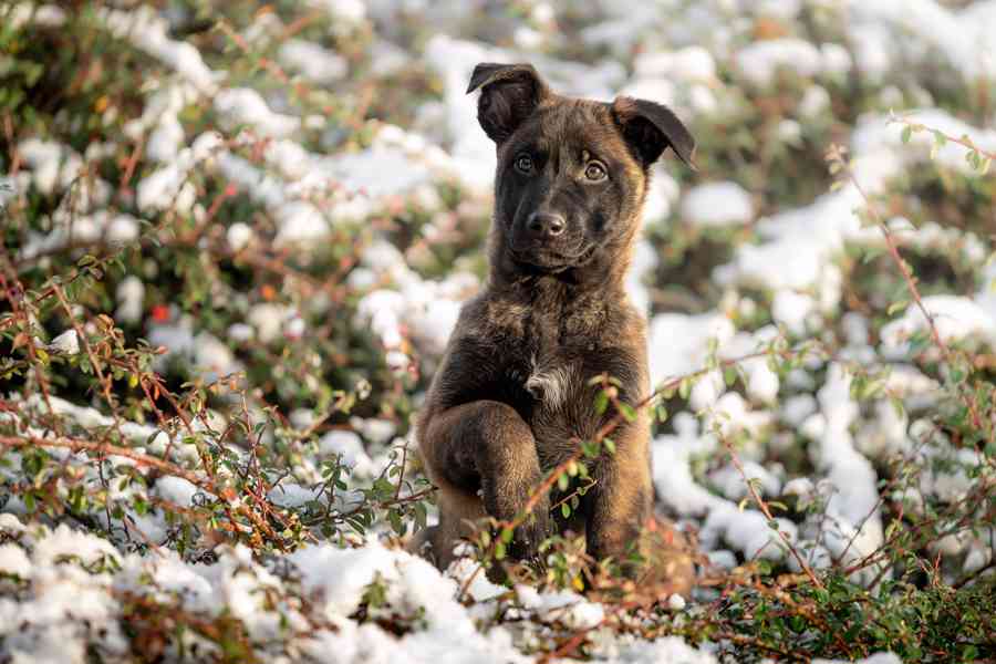 Belgický ovčák Malinois s PP 