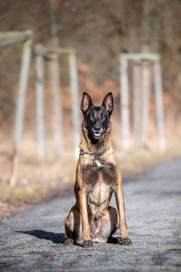 Belgický ovčák Malinois s PP  - foto 5