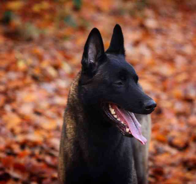 Belgický ovčák Malinois s PP  - foto 4