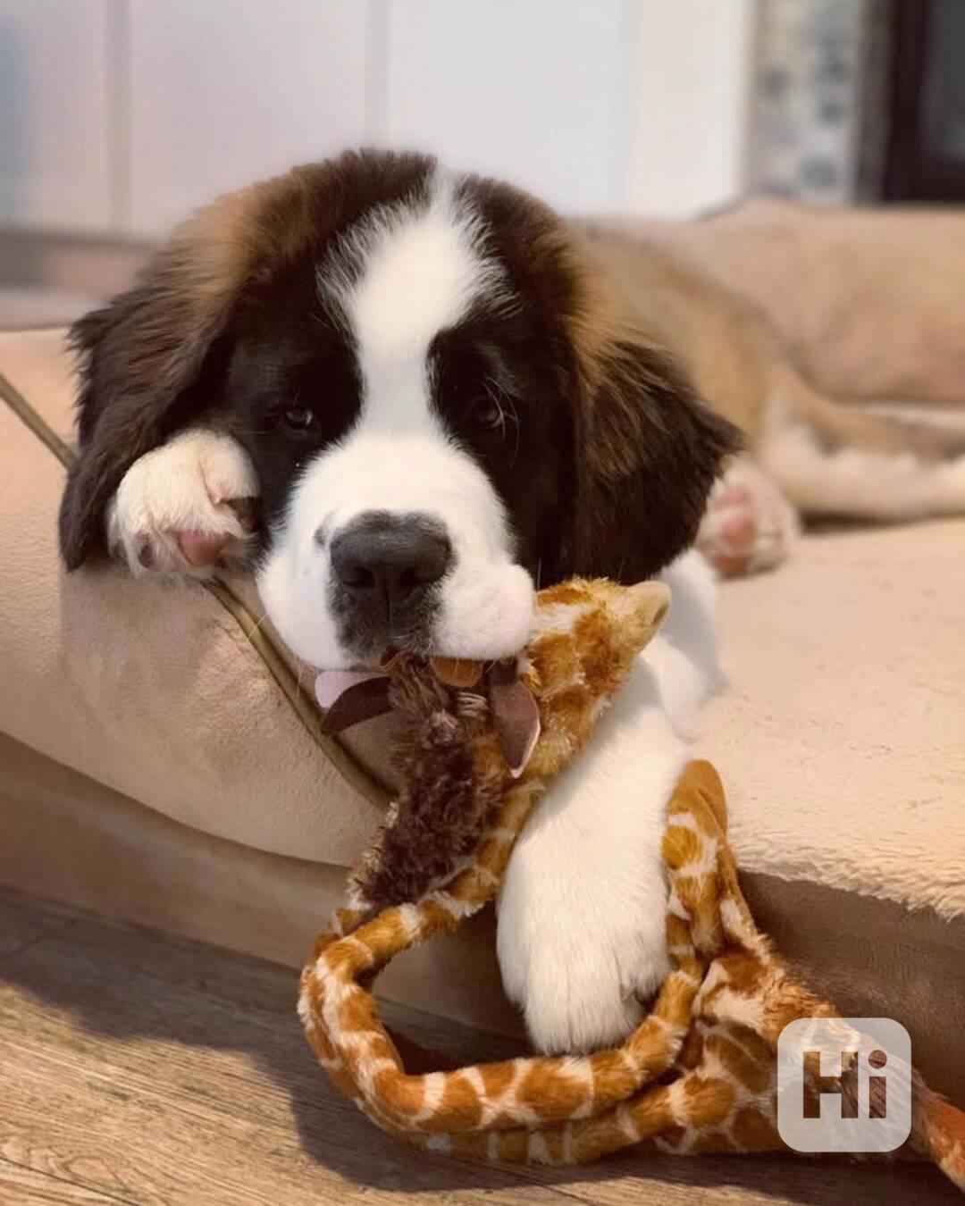 Adoptujte si ho, prosím - foto 1