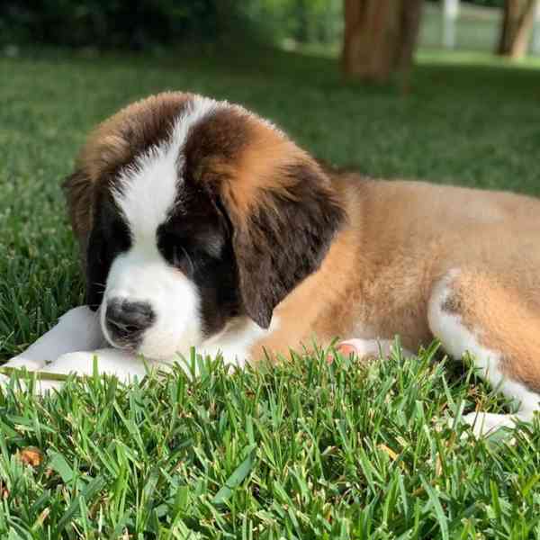 Adoptujte si ho, prosím - foto 3