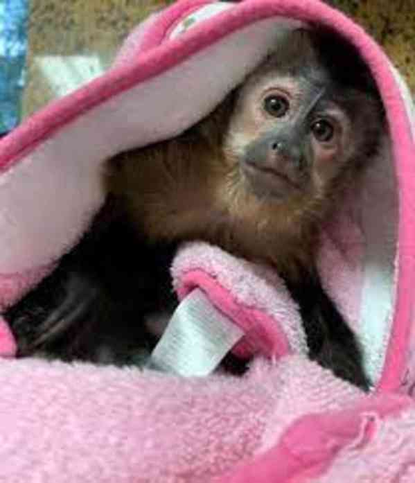 Krásné kapucínské opice na prodej - foto 1