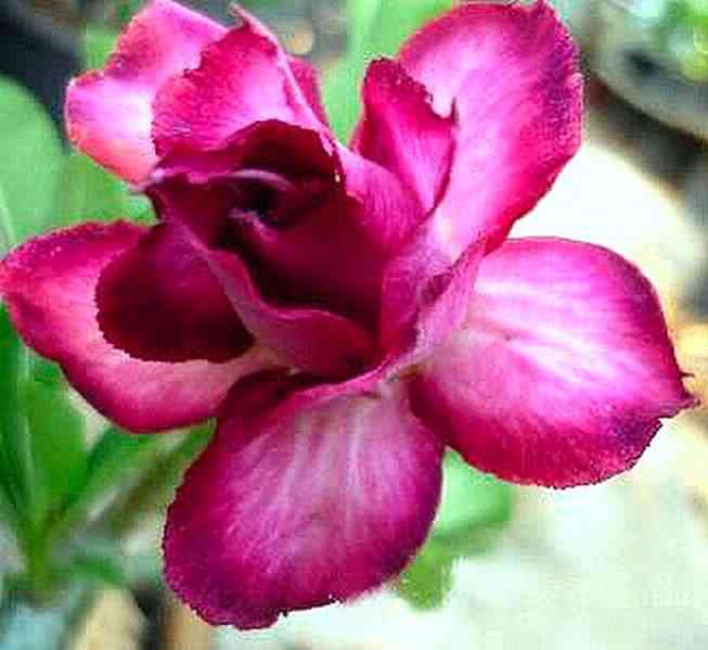 Adenium obesum 'double violet' - semena
