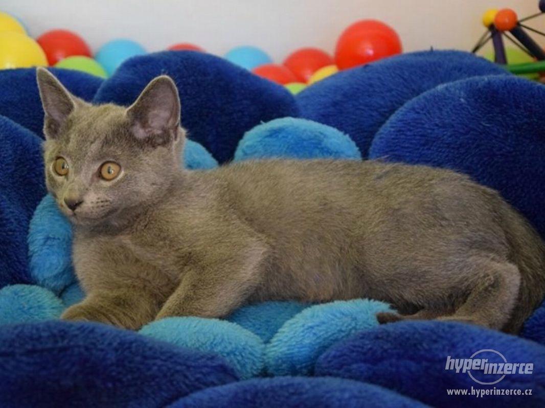 Koťátka ruská modrá s PP - foto 1
