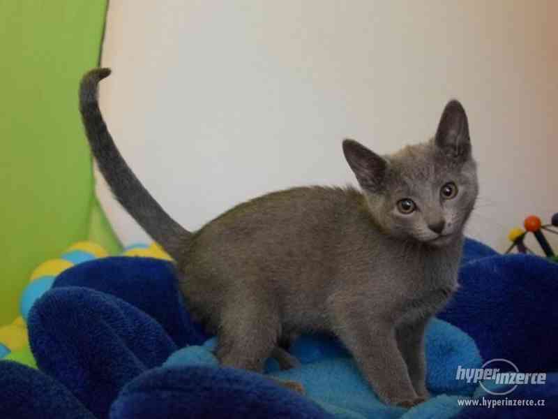 Koťátka ruská modrá s PP - foto 2