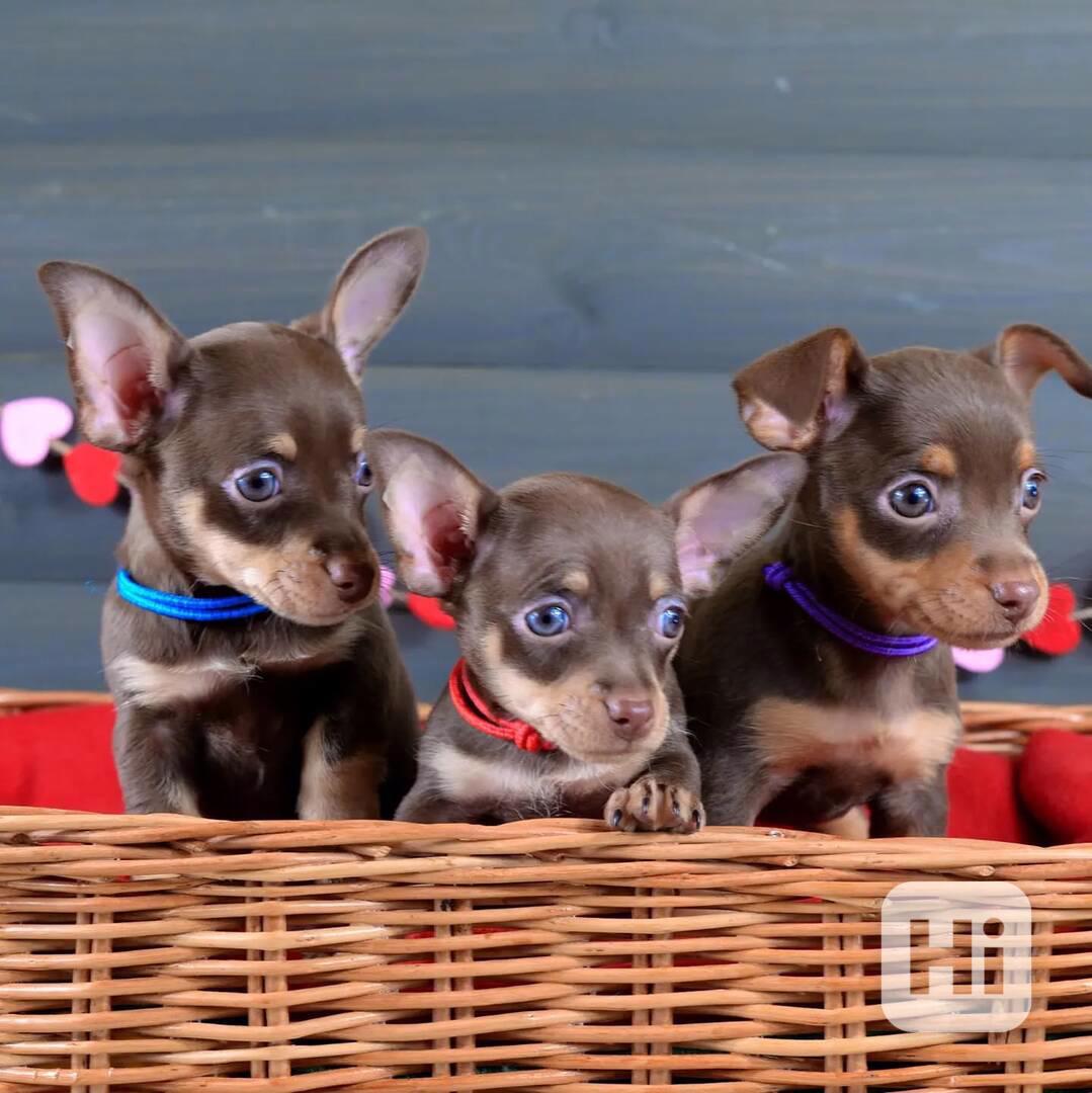 🐾 Krásná čistokrevná štěňátka pražského krysaříka - foto 1