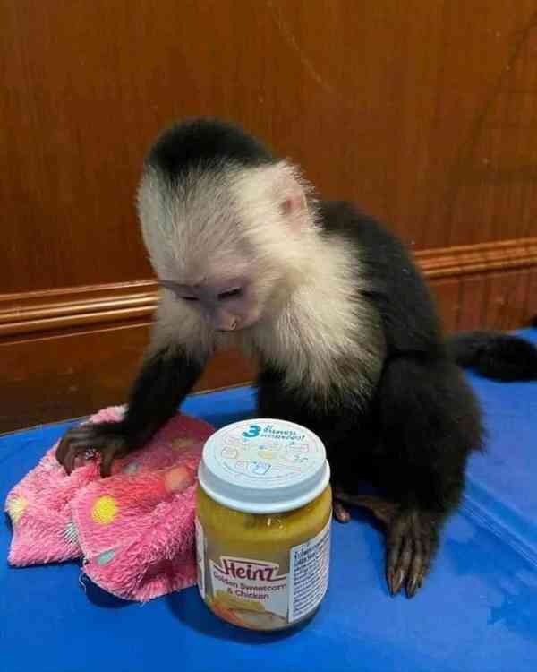 Zdarma Dítě kapucínské opice k adopci nyní zdarma - foto 3