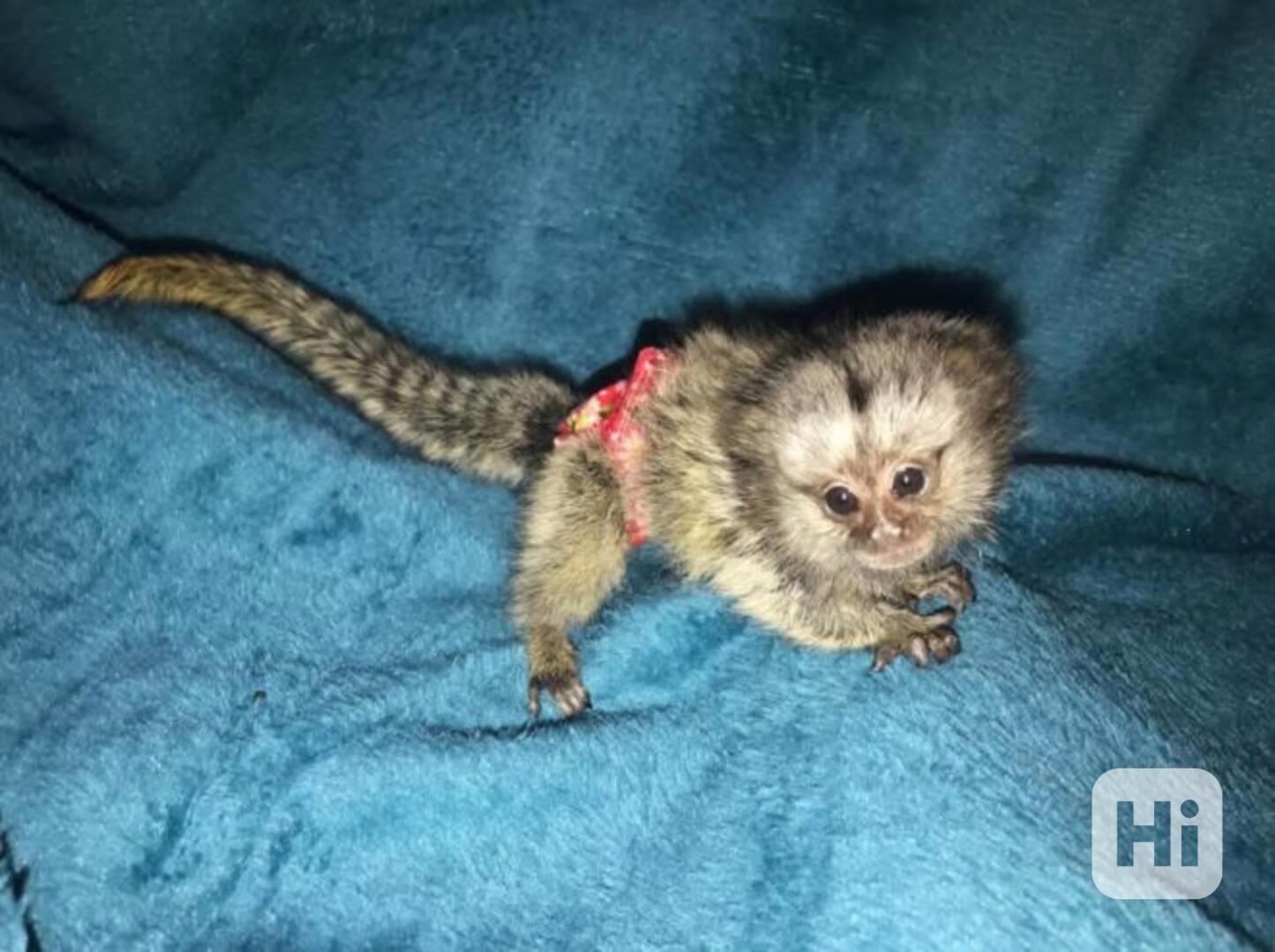 Rozkošné prstové opičky kosmani k odběru nového domova - foto 1