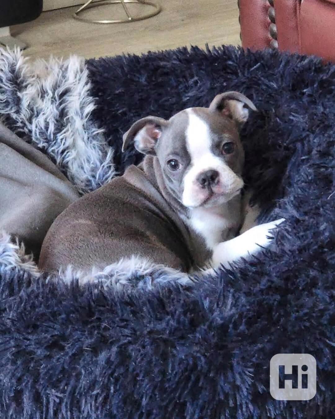 Štěňátko "Amerického gentlemana"! - foto 1