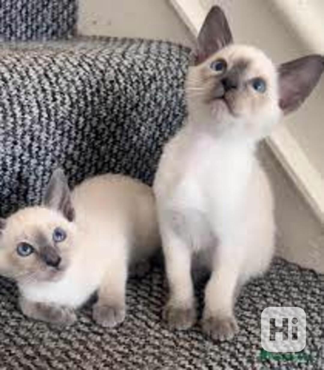 Siamská koťata k dispozici zdarma   - foto 1