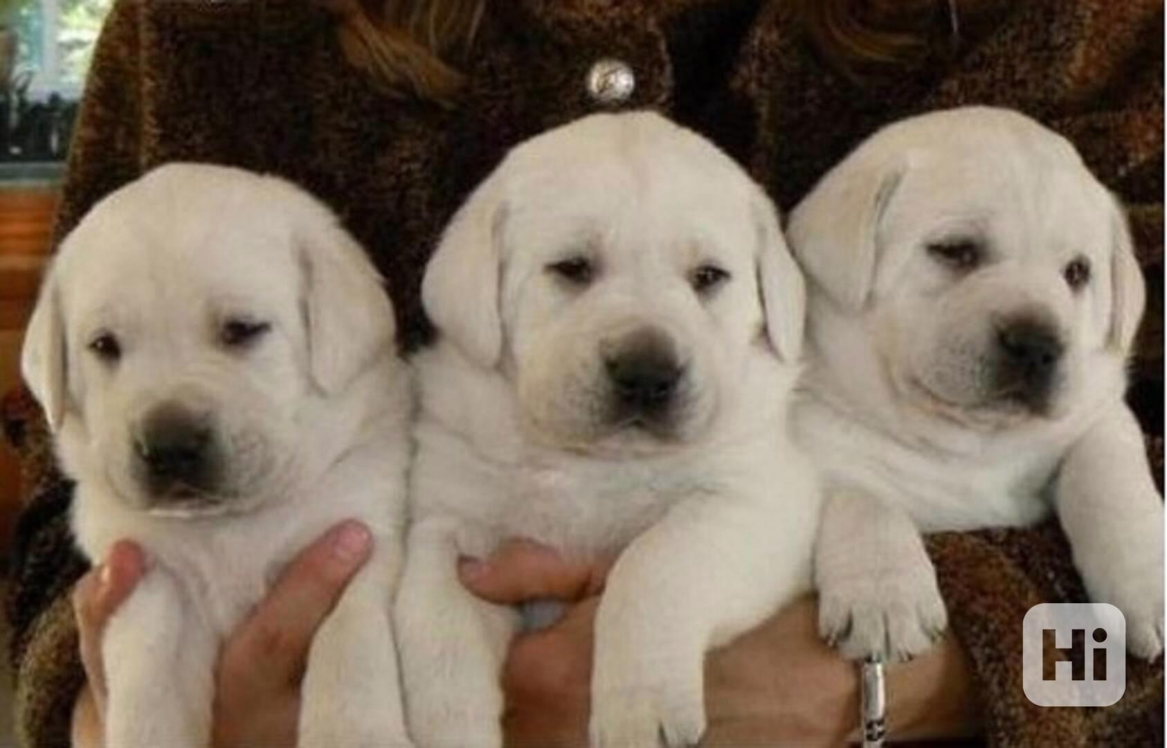 Labradorský retrívr štěňátka - foto 1