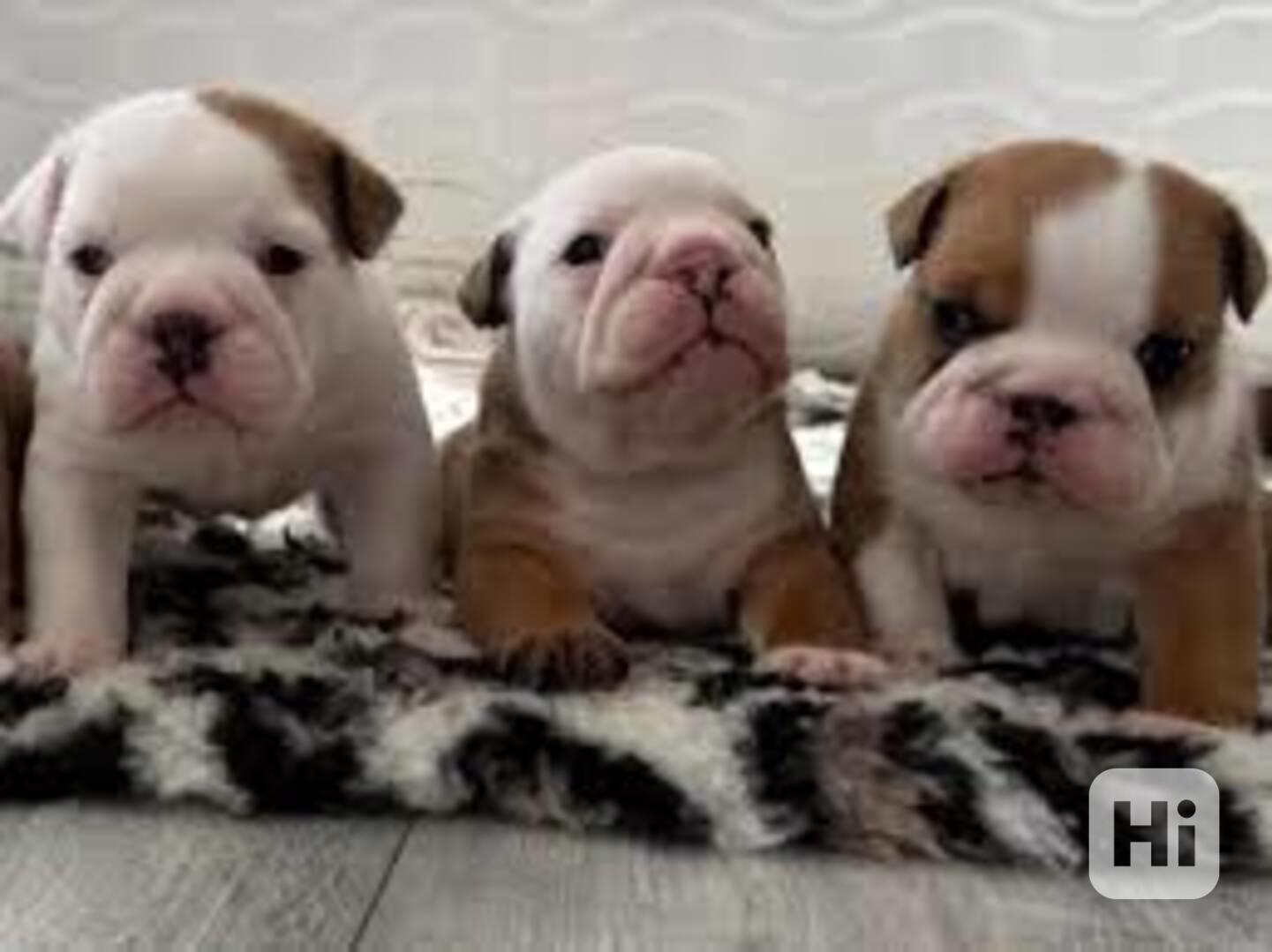 Zdravá štěňata anglického buldoka k dispozici - foto 1