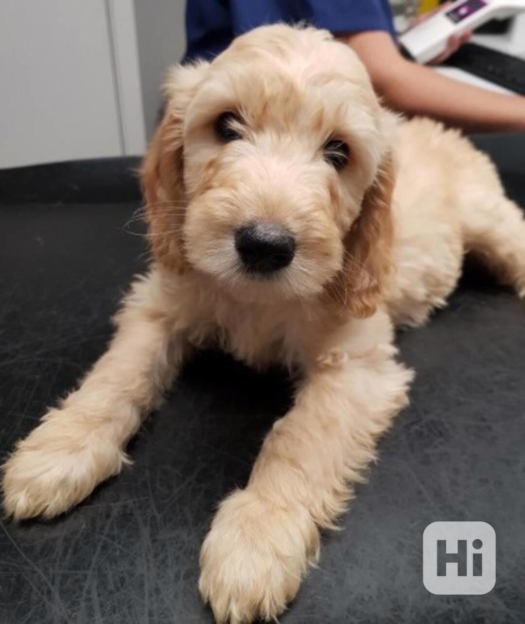 Štěňata Goldendoodle jsou připravena k odchodu. - foto 1
