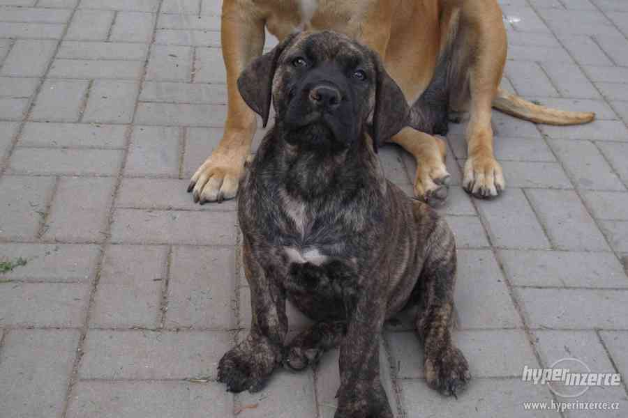 Boerboel, Búrský buldog, Burbul- štěňátka s PP - foto 1