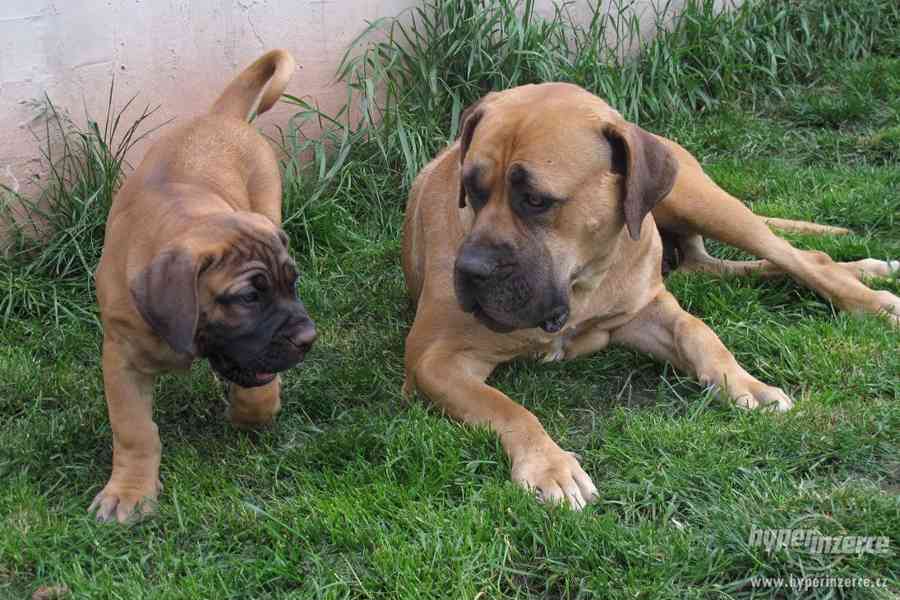 Boerboel, Búrský buldog, Burbul- štěňátka s PP - foto 2