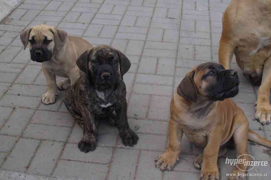 Boerboel, Búrský buldog, Burbul- štěňátka s PP - foto 3