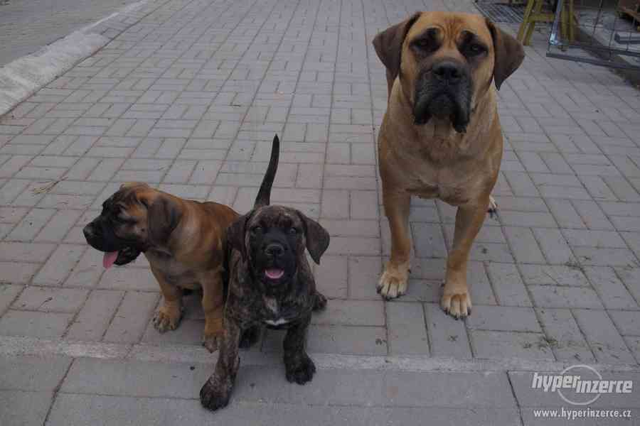 Boerboel, Búrský buldog, Burbul- štěňátka s PP - foto 4