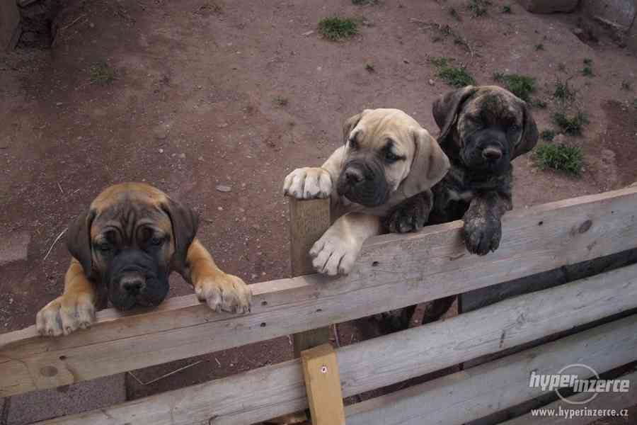 Boerboel, Búrský buldog, Burbul- štěňátka s PP - foto 5