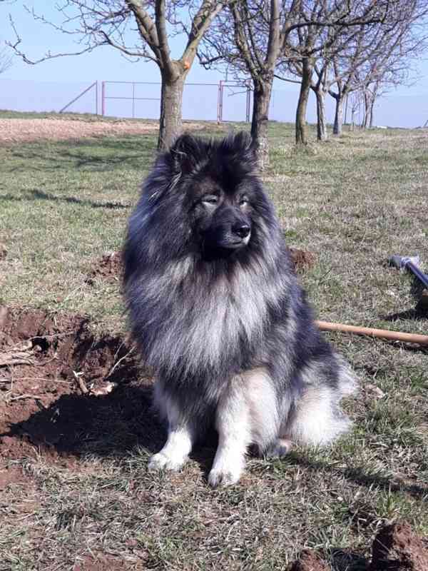 Vlčí špic - foto 2
