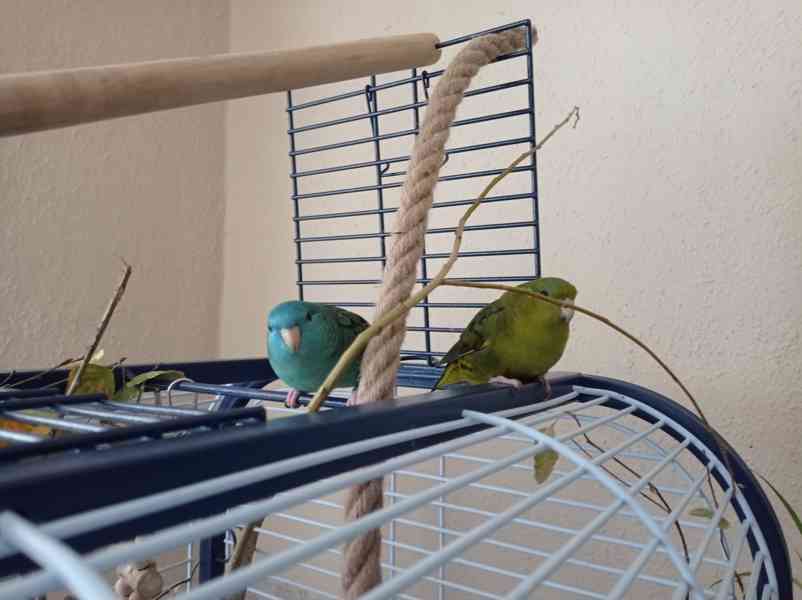 Papoušci aymara  - foto 1