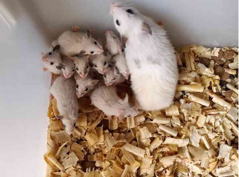 Mastomyši /krysa malá/ - foto 3