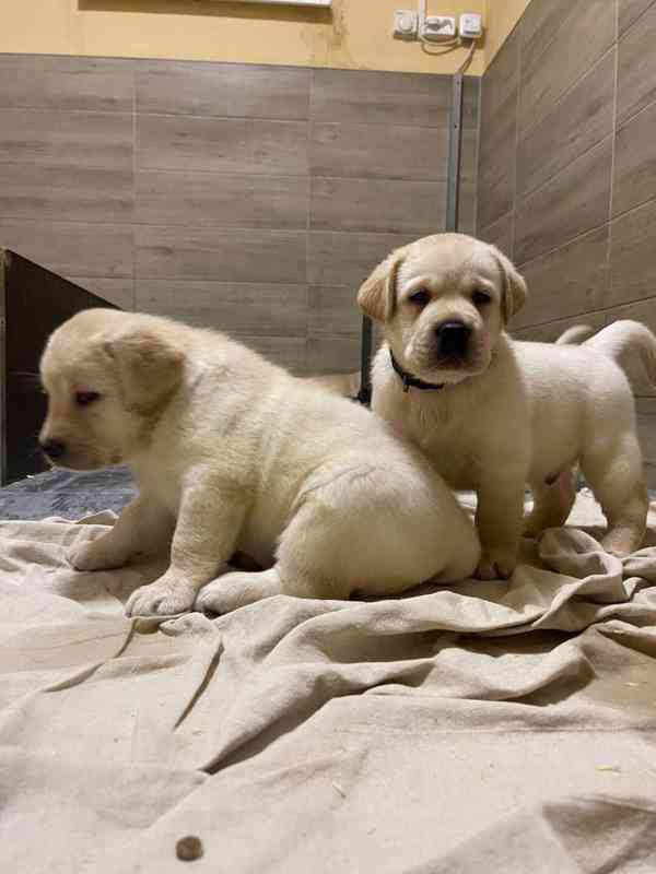 Labradorský retrívr - foto 2