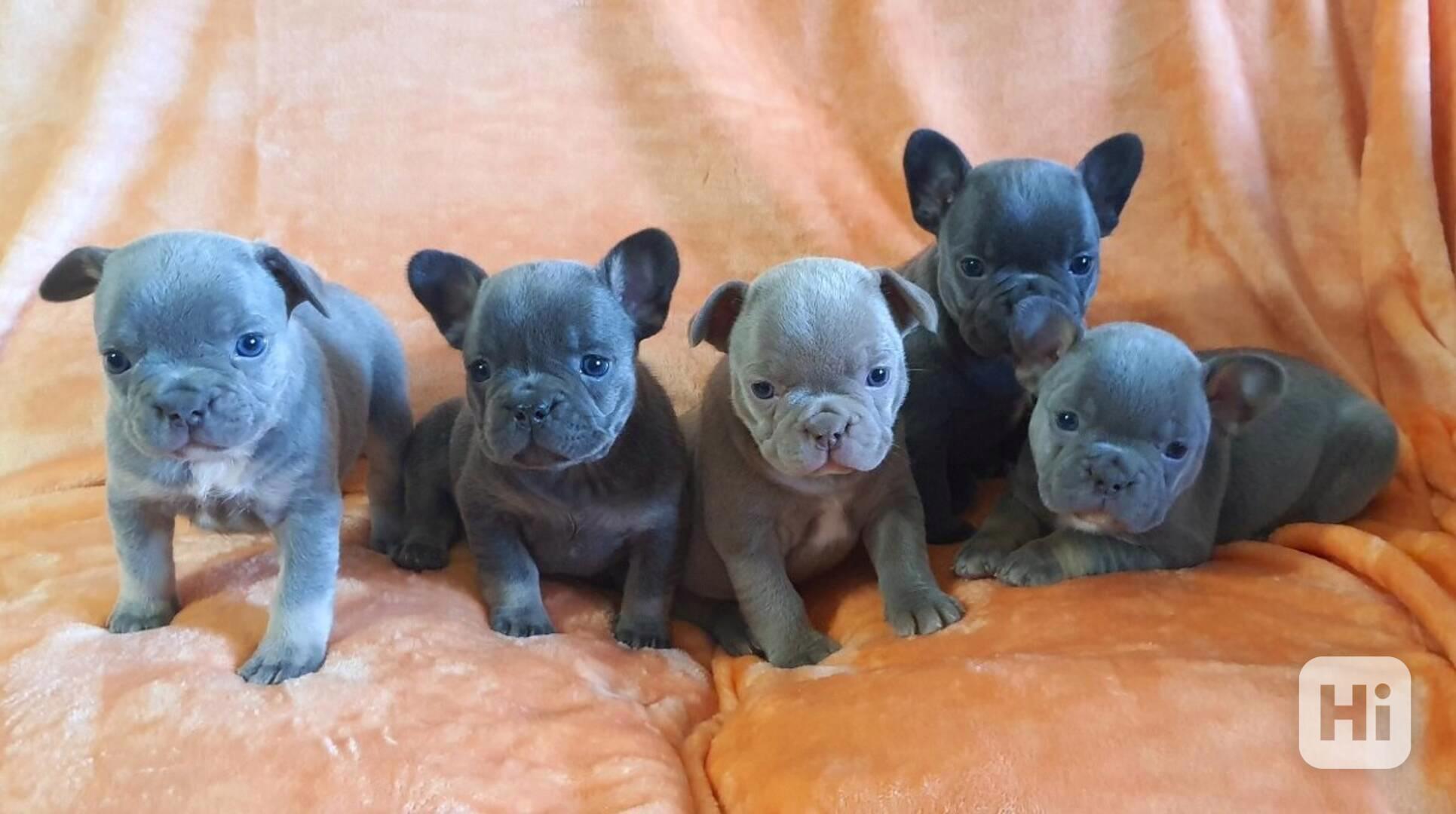 Prodám štěňata francouzského buldočka s PP - foto 1
