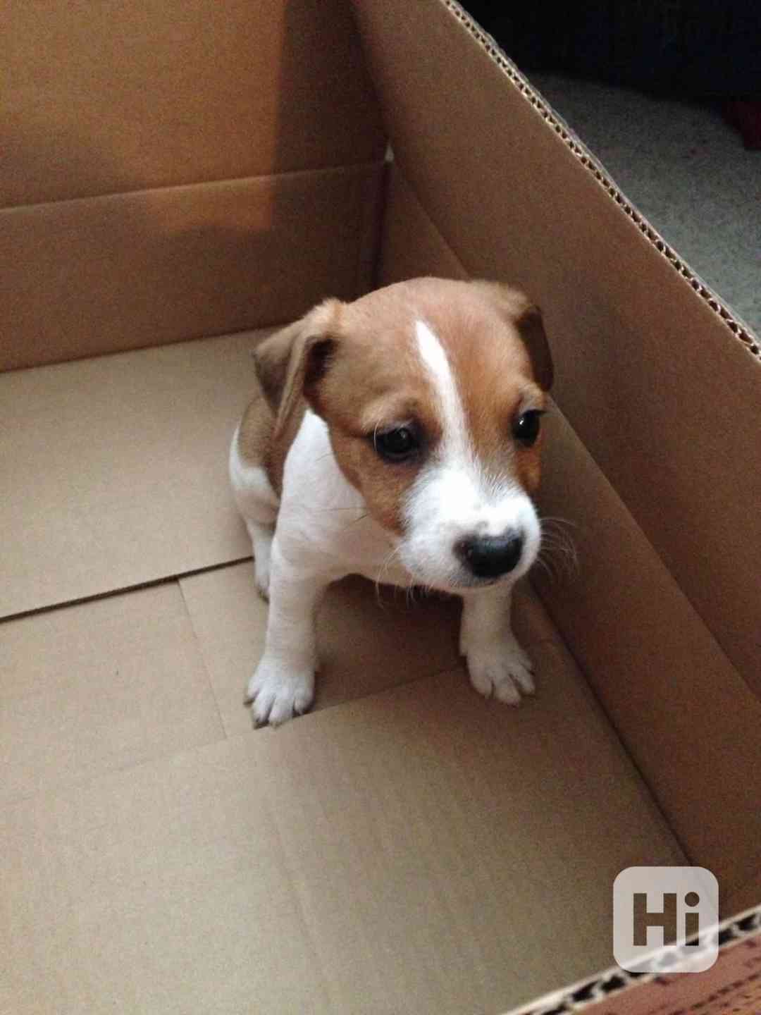  12týdenní štěně jack russella k adopci zdarma  - foto 1