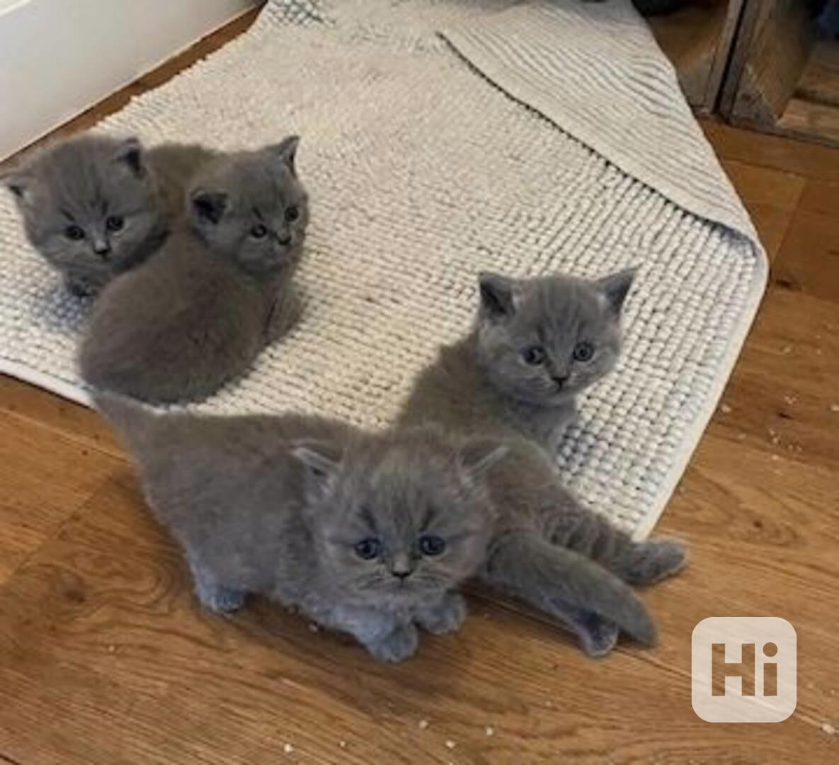 Britská krátkosrstá koťata - foto 1