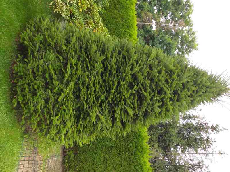 prodám jedli 5m vysokou a nebo na vánoce jako vánoční strom. - foto 1