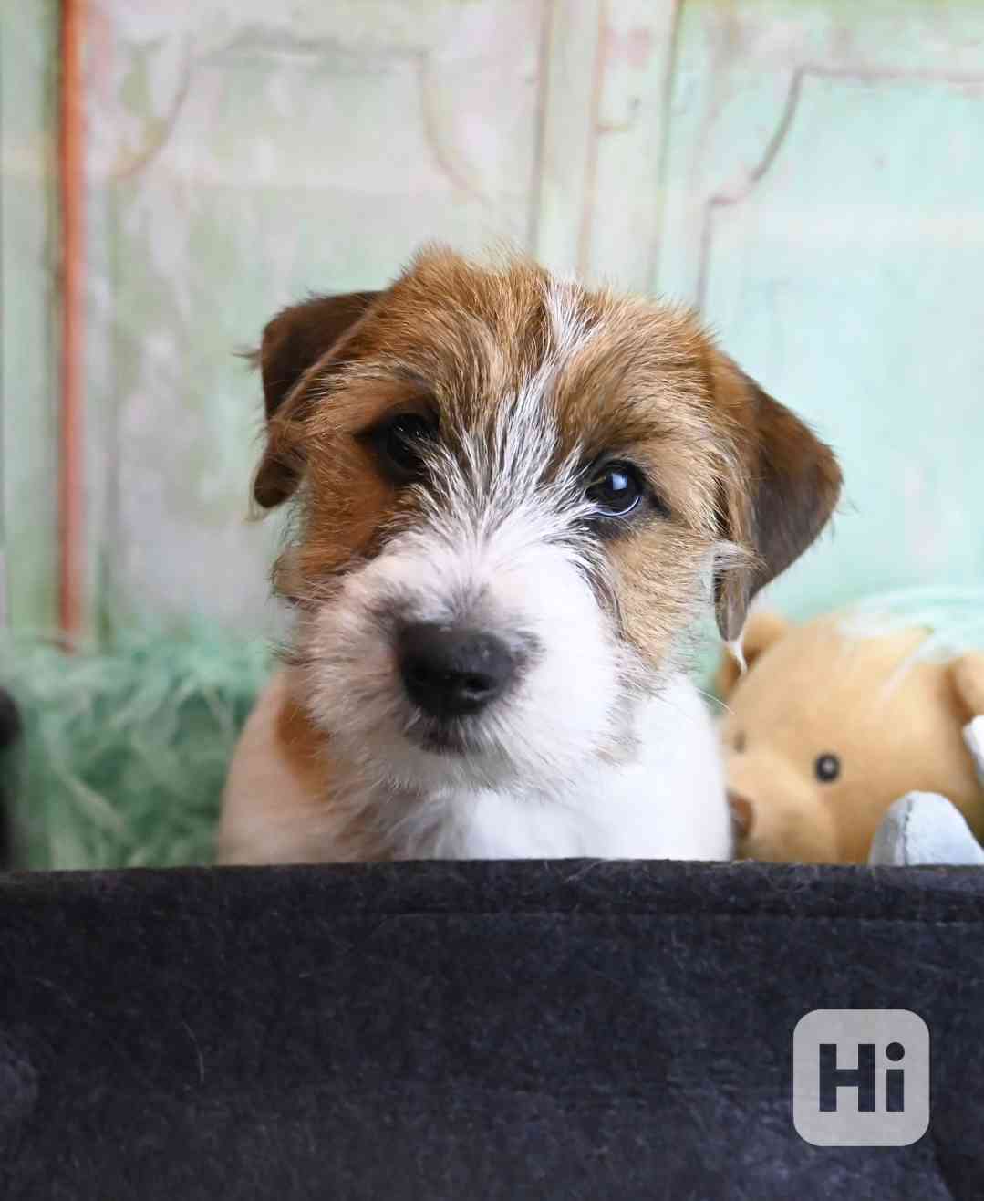 Jack Russell terier s PP - foto 1