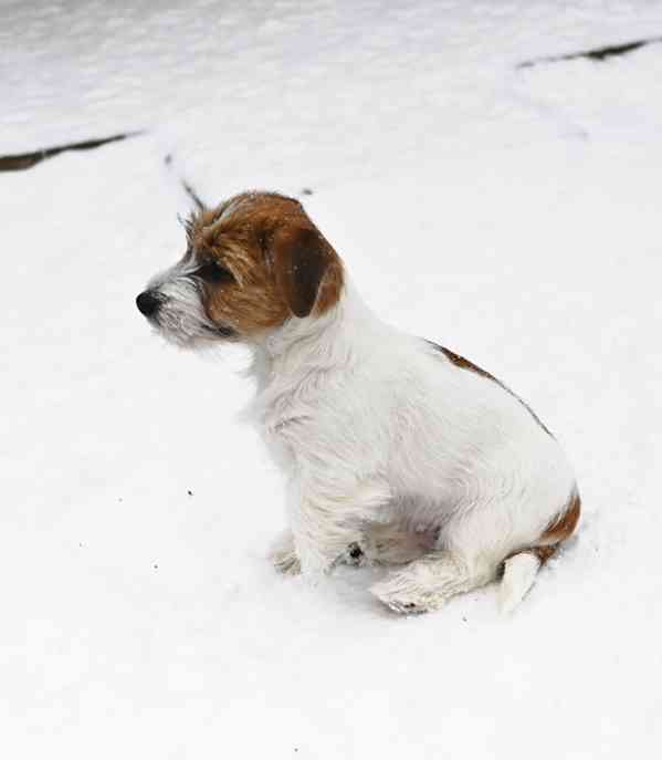 Jack Russell terier s PP - foto 6