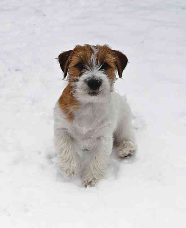 Jack Russell terier s PP - foto 9