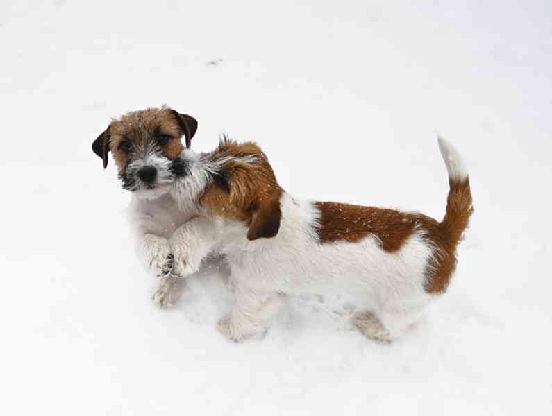 Jack Russell terier s PP - foto 7