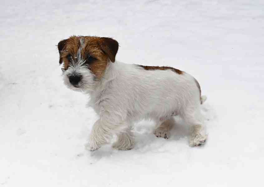 Jack Russell terier s PP - foto 10