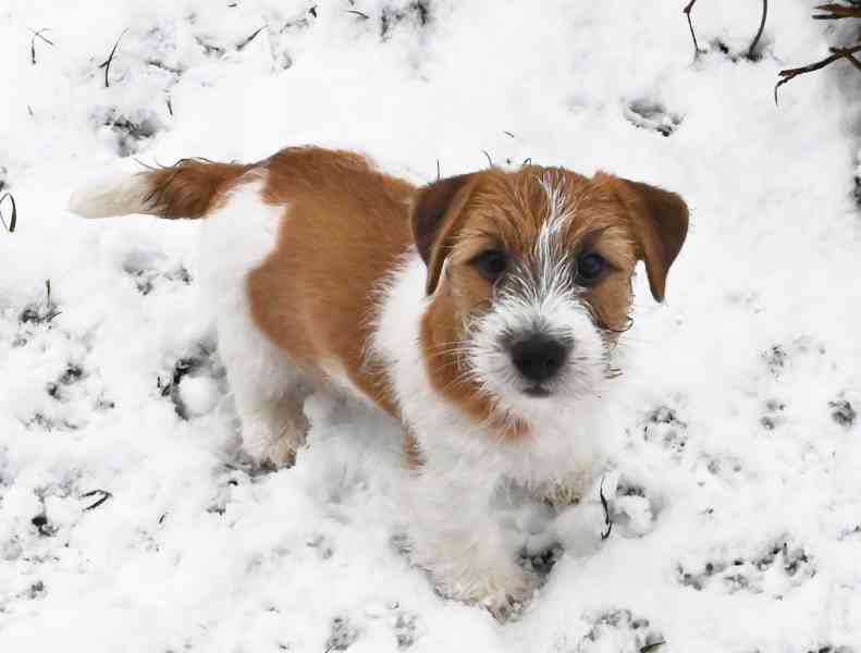 Jack Russell terier s PP - foto 5