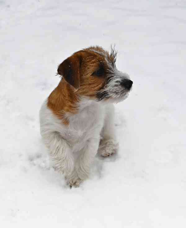 Jack Russell terier s PP - foto 8