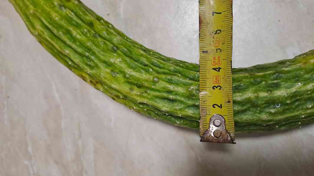 Čínská okurka Suyo Long semínka - foto 6