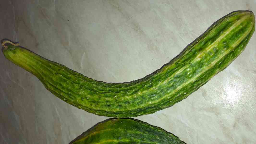 Čínská okurka Suyo Long semínka - foto 4
