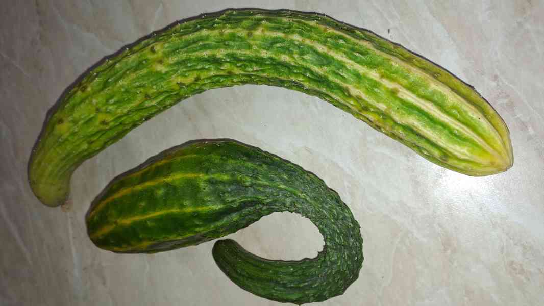 Čínská okurka Suyo Long semínka - foto 3