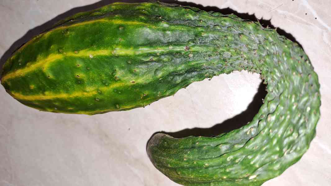 Čínská okurka Suyo Long semínka - foto 2