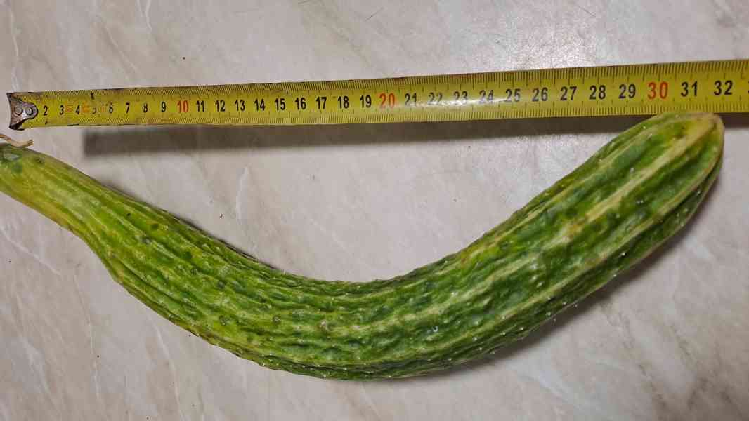 Čínská okurka Suyo Long semínka - foto 5