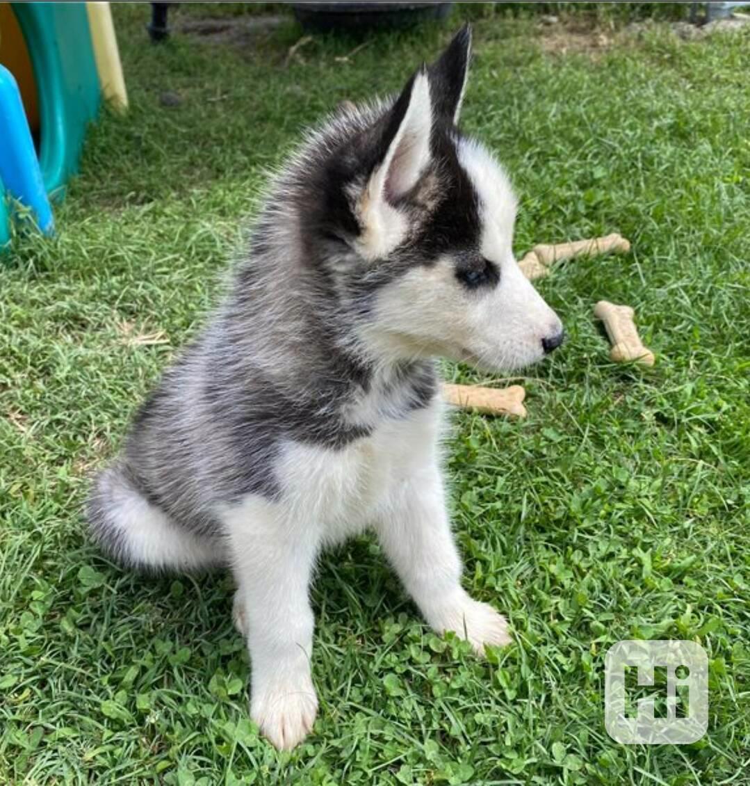 Sibiřský husky štěňata s pp - foto 1